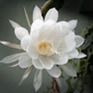 Meet your Posher, Leah